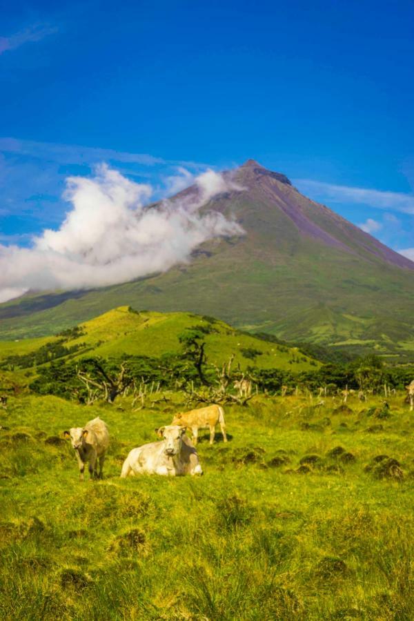 Calheta de NesquimAdega Ninho Da Cagarra别墅 外观 照片